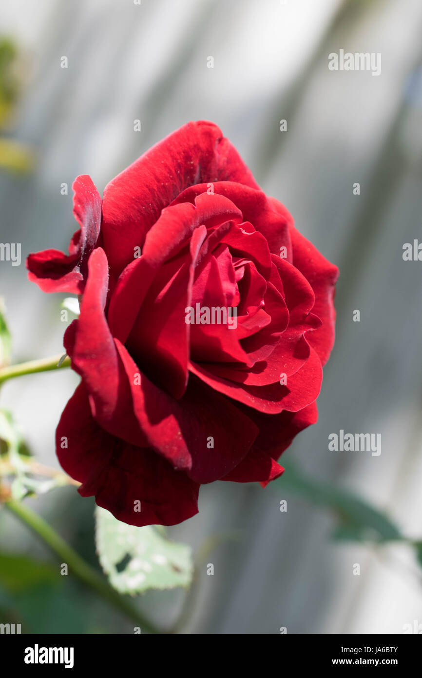 Close up on a single red rose Stock Photo - Alamy