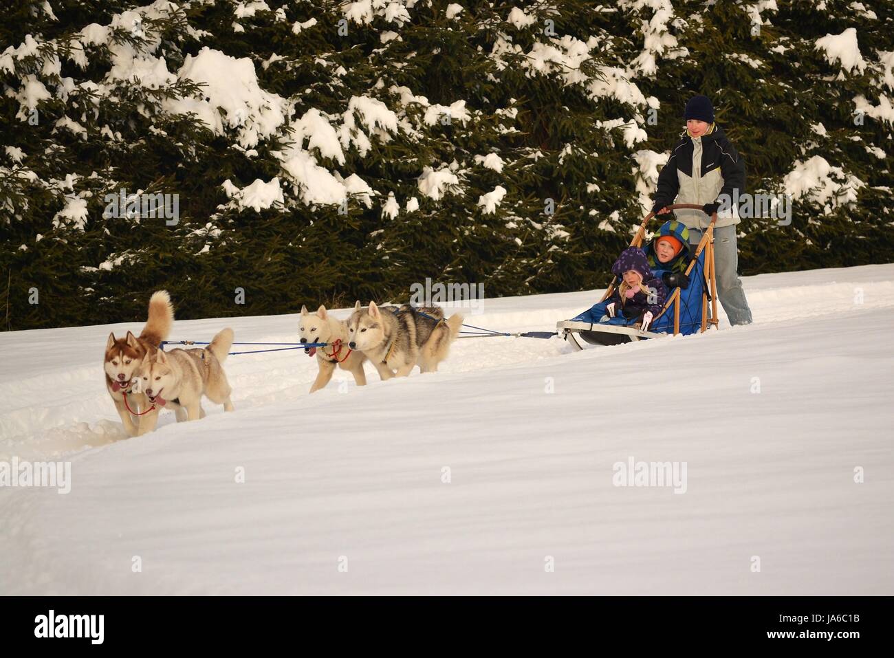 teenager, dog sled, child, children, kids, husky, spare time, free time, Stock Photo