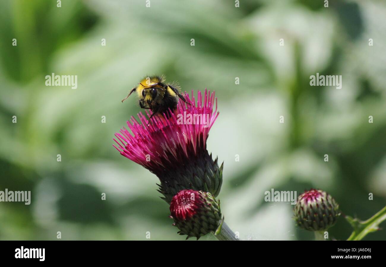 Bumble Bee Looking/Saluting Stock Photo - Alamy