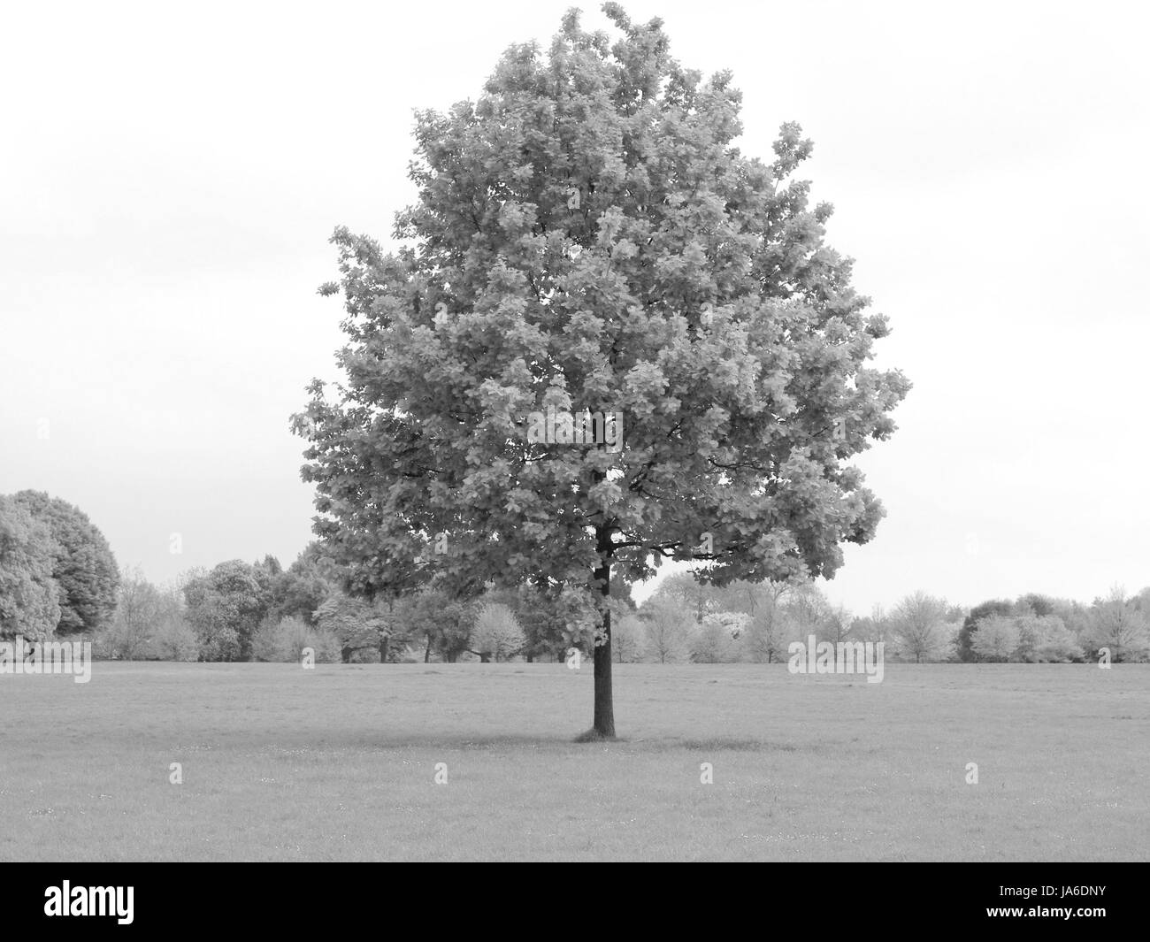 Regents park view Black and White Stock Photos & Images - Alamy