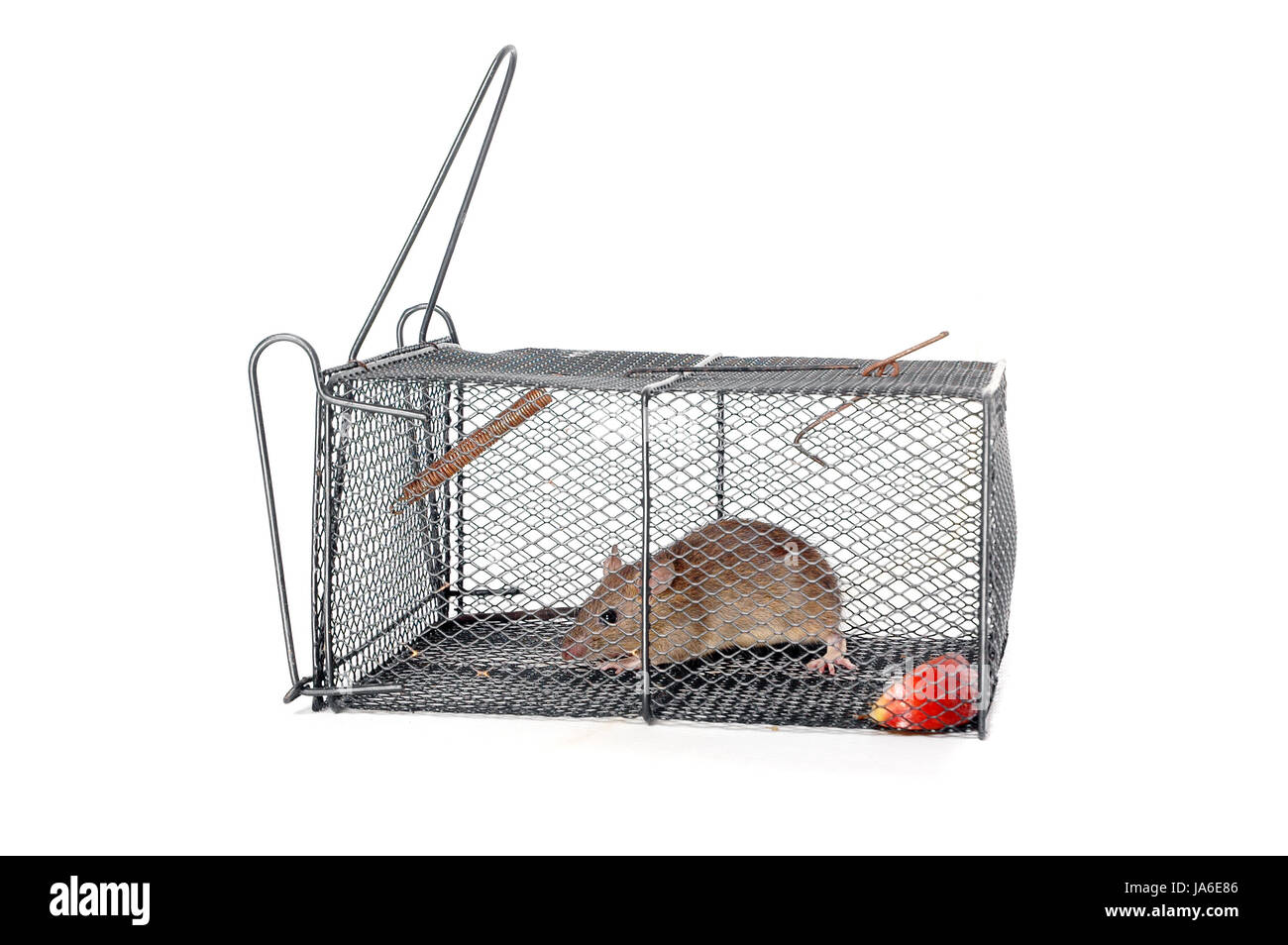 Mousetrap with bait stock image. Image of catch, isolated - 23664009