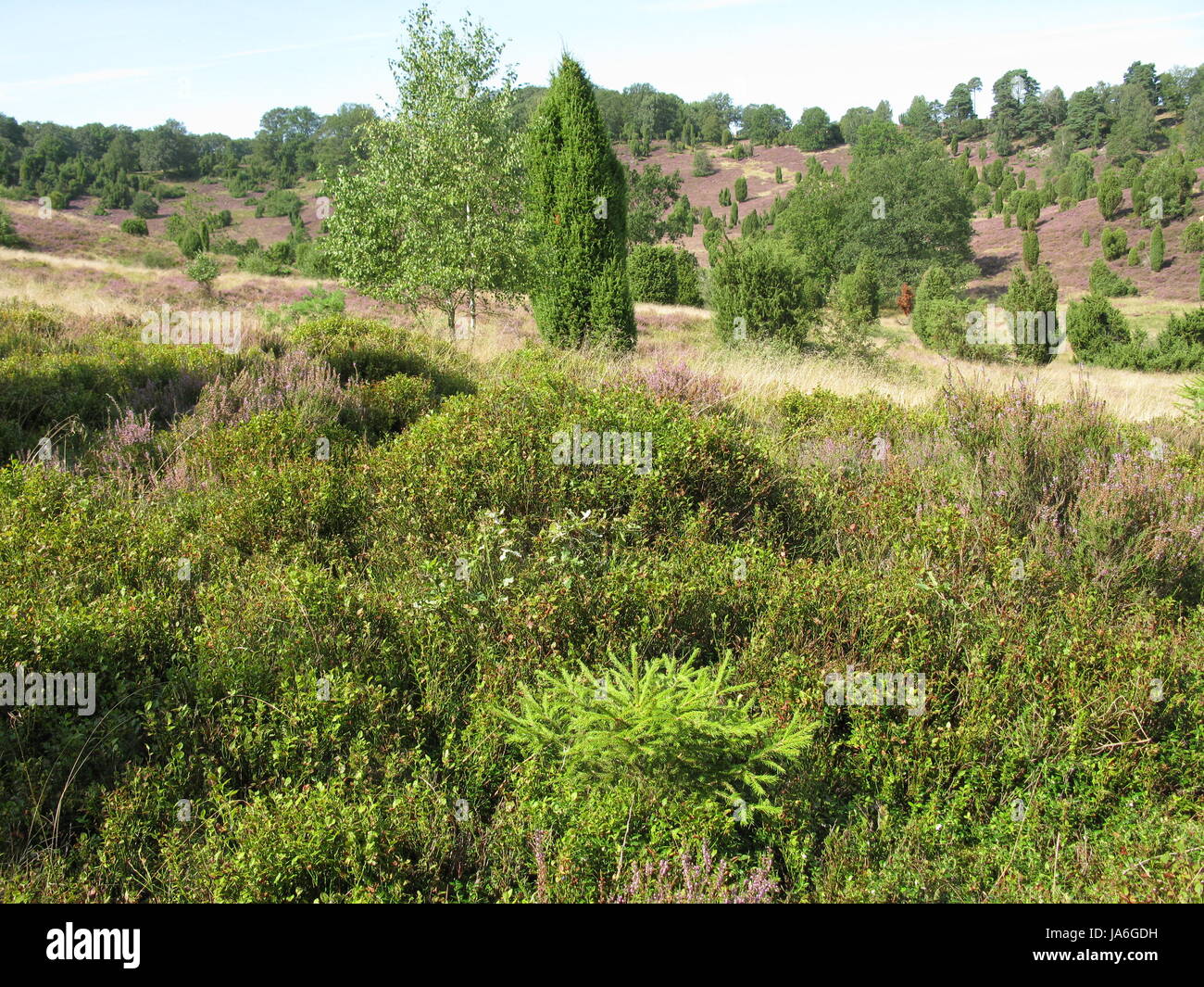 plant, conservation of nature, nature-sanctuary, tourist attraction, Northern Stock Photo