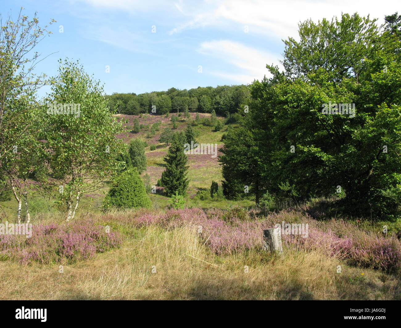 plant, conservation of nature, nature-sanctuary, tourist attraction, Northern Stock Photo