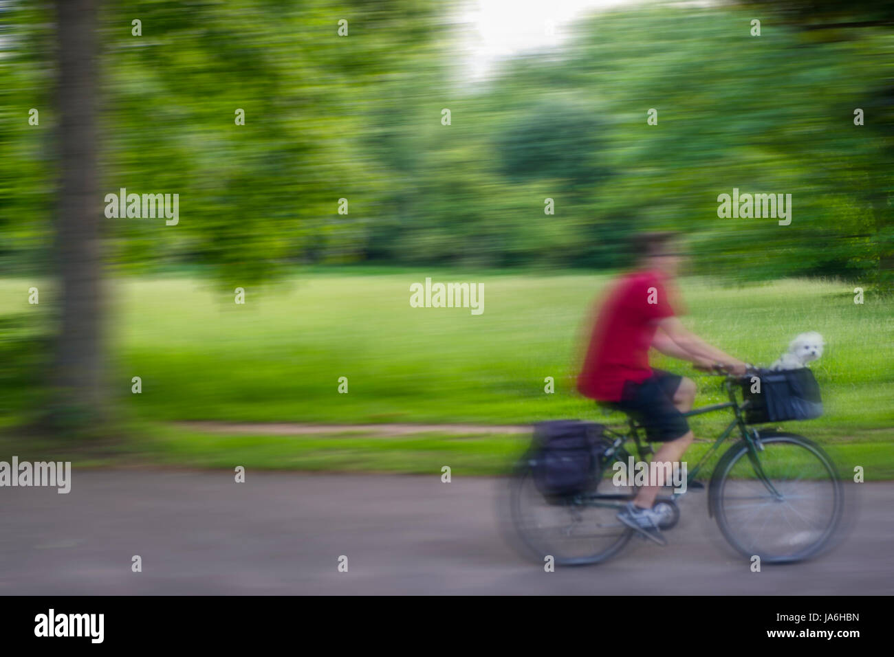 A tiny Maltese puppy rides as a passenger on a bike clearly enjoying the ride Stock Photo