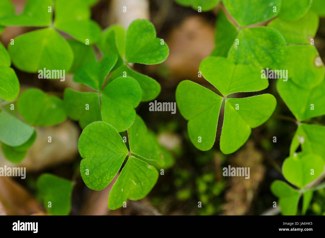 field, day, during the day, clover, ireland, irish, backdrop