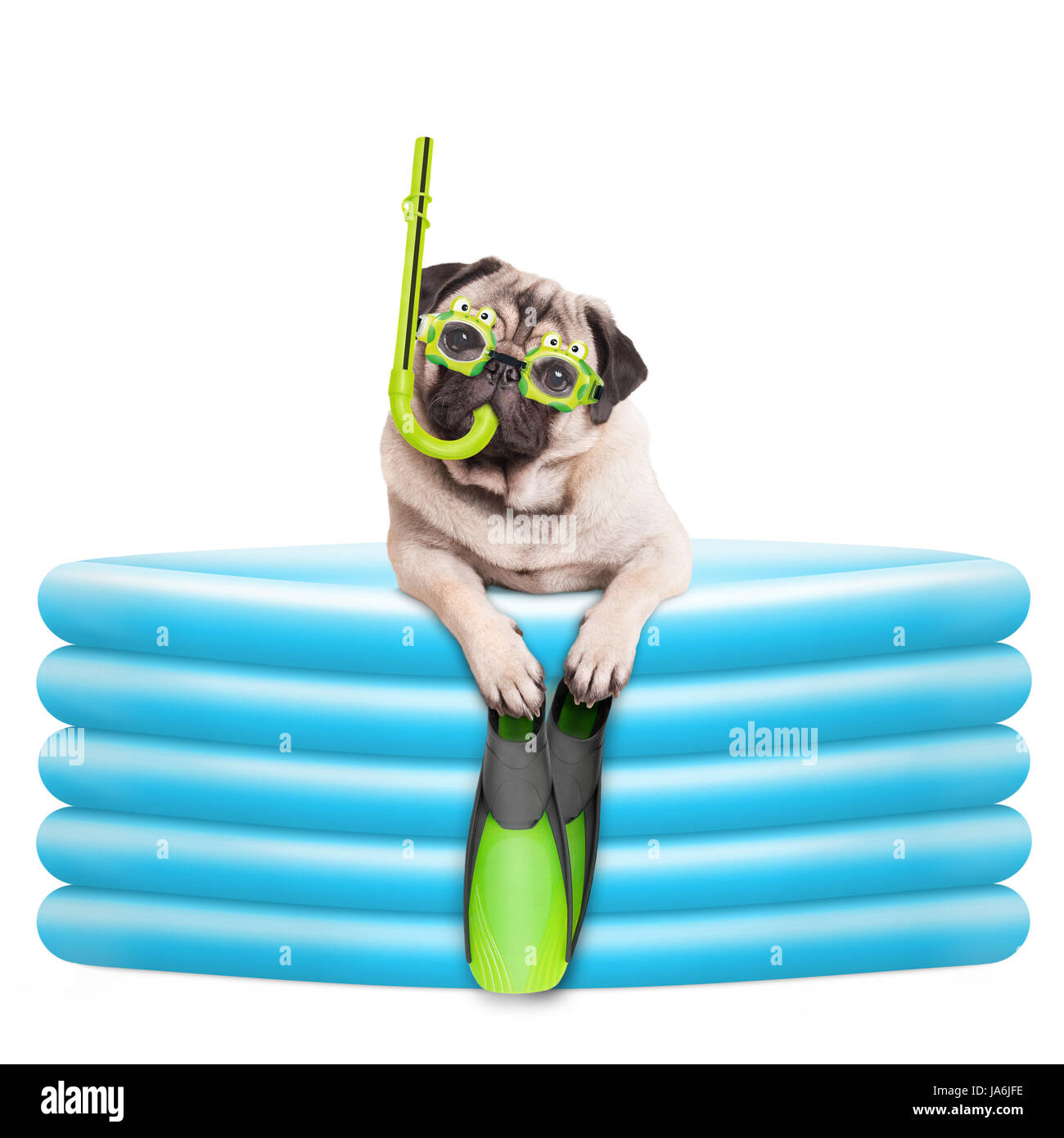 funny summerly pug dog with goggles, snorkel and flippers in inflatable pool, isolated on white background Stock Photo