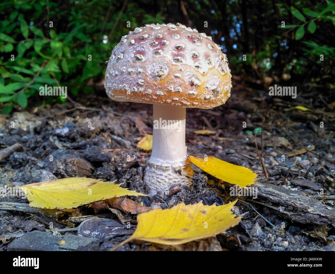 mushroom, fungus, toadstool, agaric, red, toxic, poisonous, fall, autumn, Stock Photo