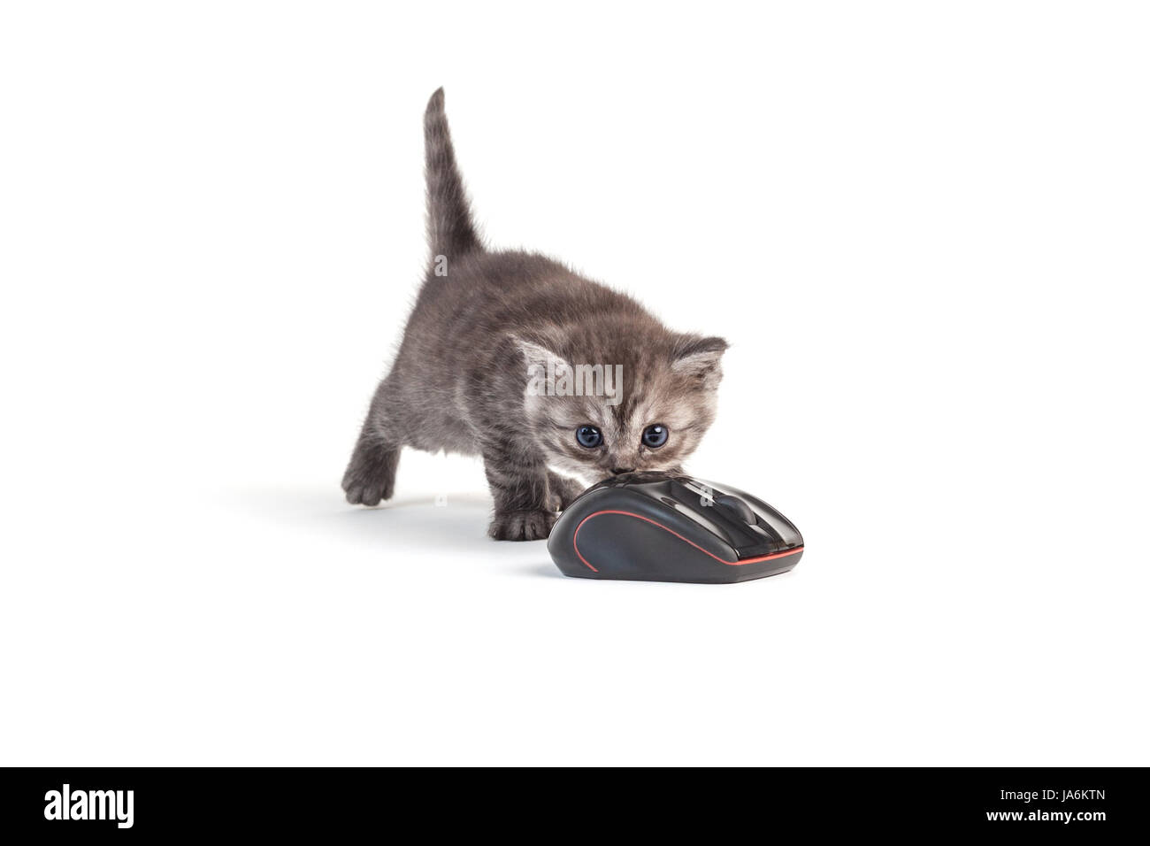 cat and mouse Stock Photo