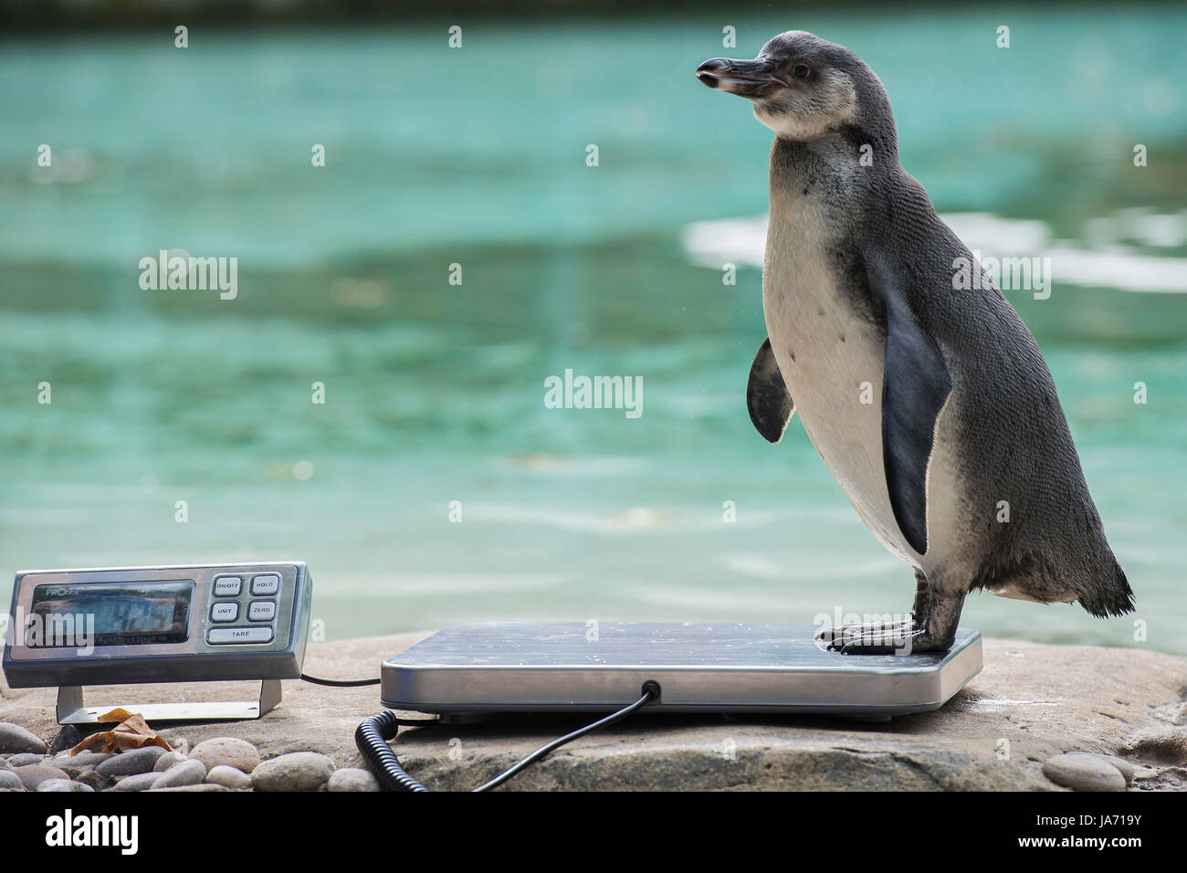 London, UK. 24th August, 2017. Penguins are enticed with fish - The annual weigh-in records animals' vital statistics at ZSL London Zoo. London, 24 August 2017 Credit: Guy Bell/Alamy Live News Stock Photo