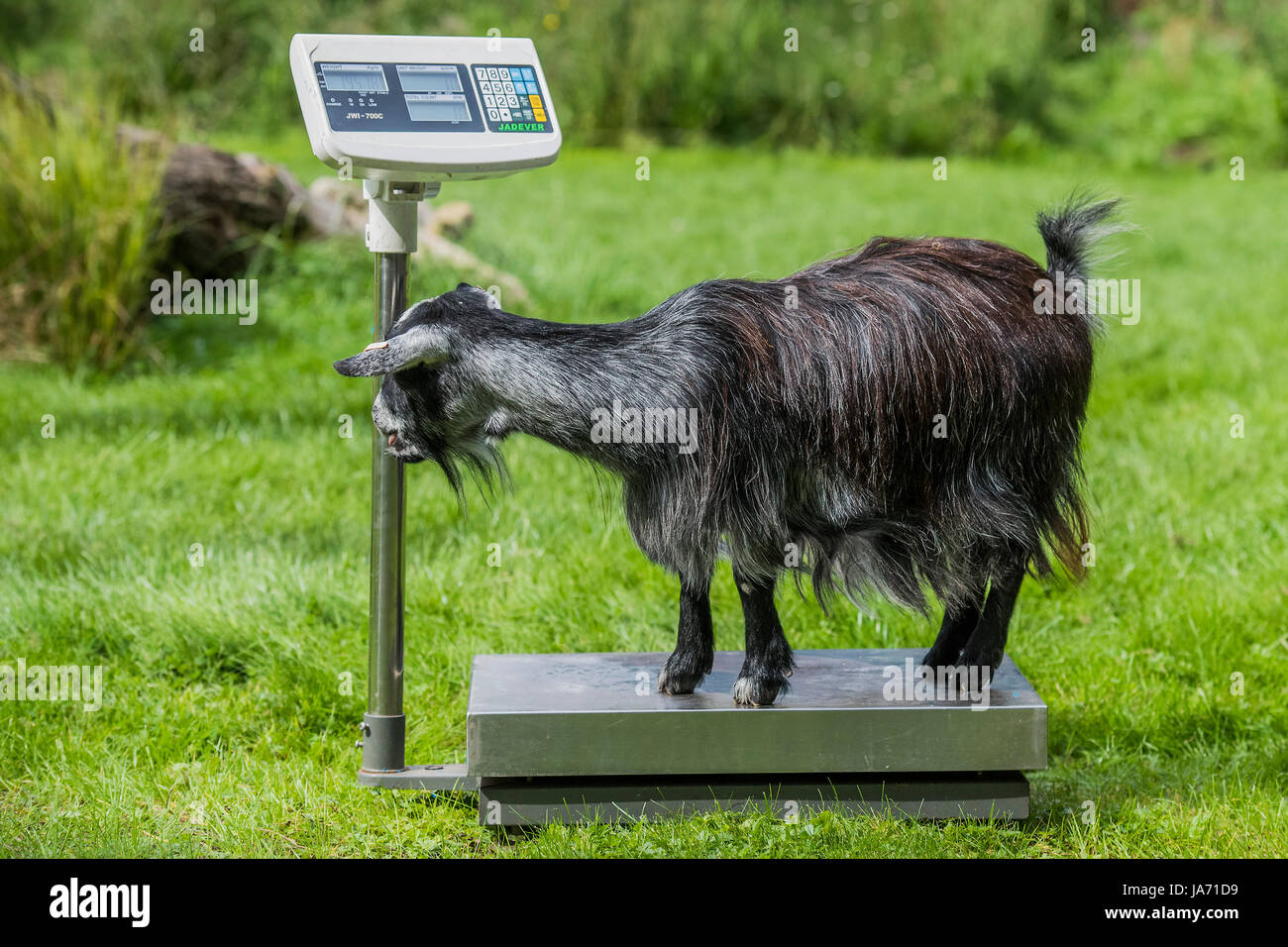 Zookeepers goats hires stock photography and images Alamy