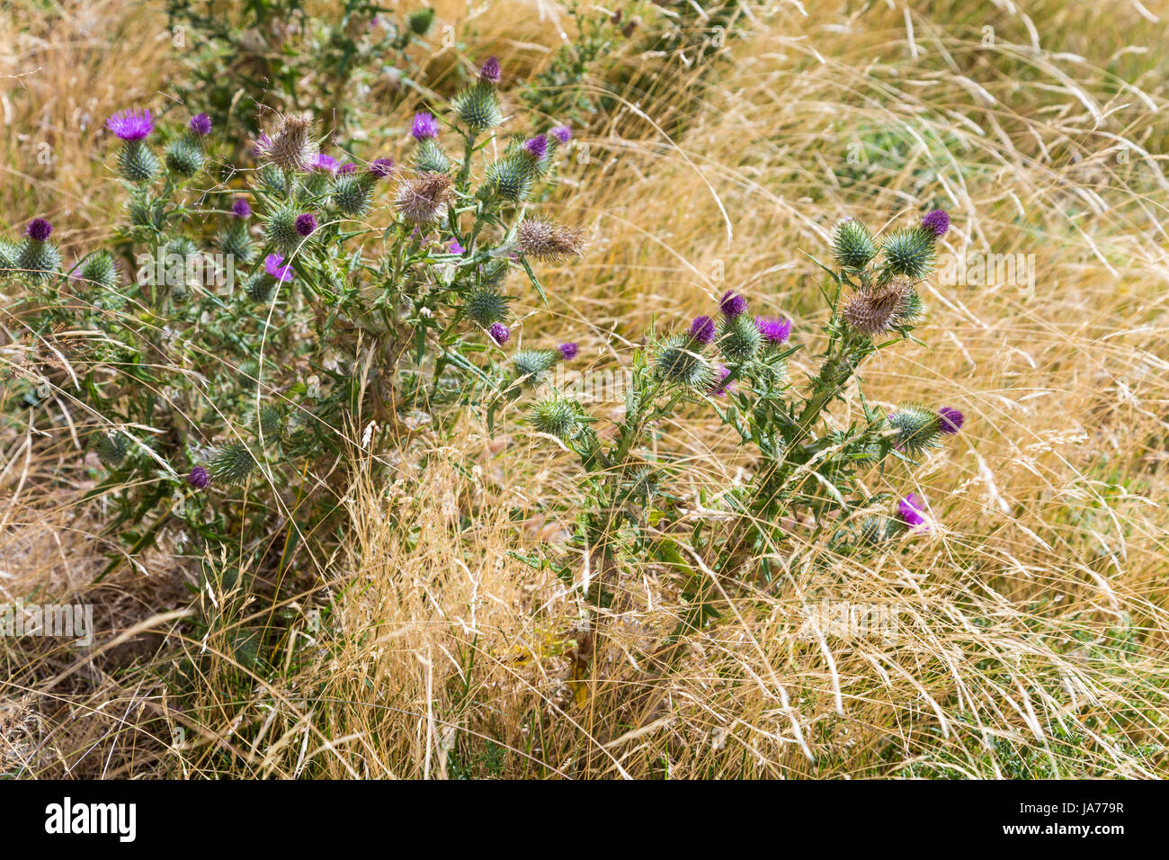 Purple milk thistles (Silybum marianum) growing in the wild (New Zealand) Stock Photo