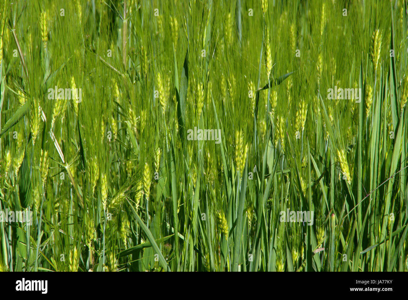 Barley straw hires stock photography and images Alamy