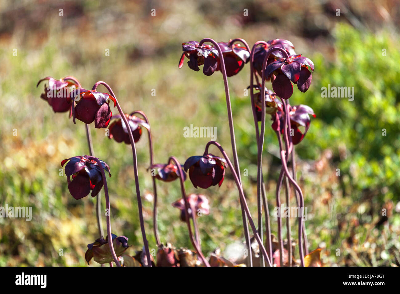 Purple pitcher plant, Carnivorous plant, Sarracenia purpurea flowers Stock Photo