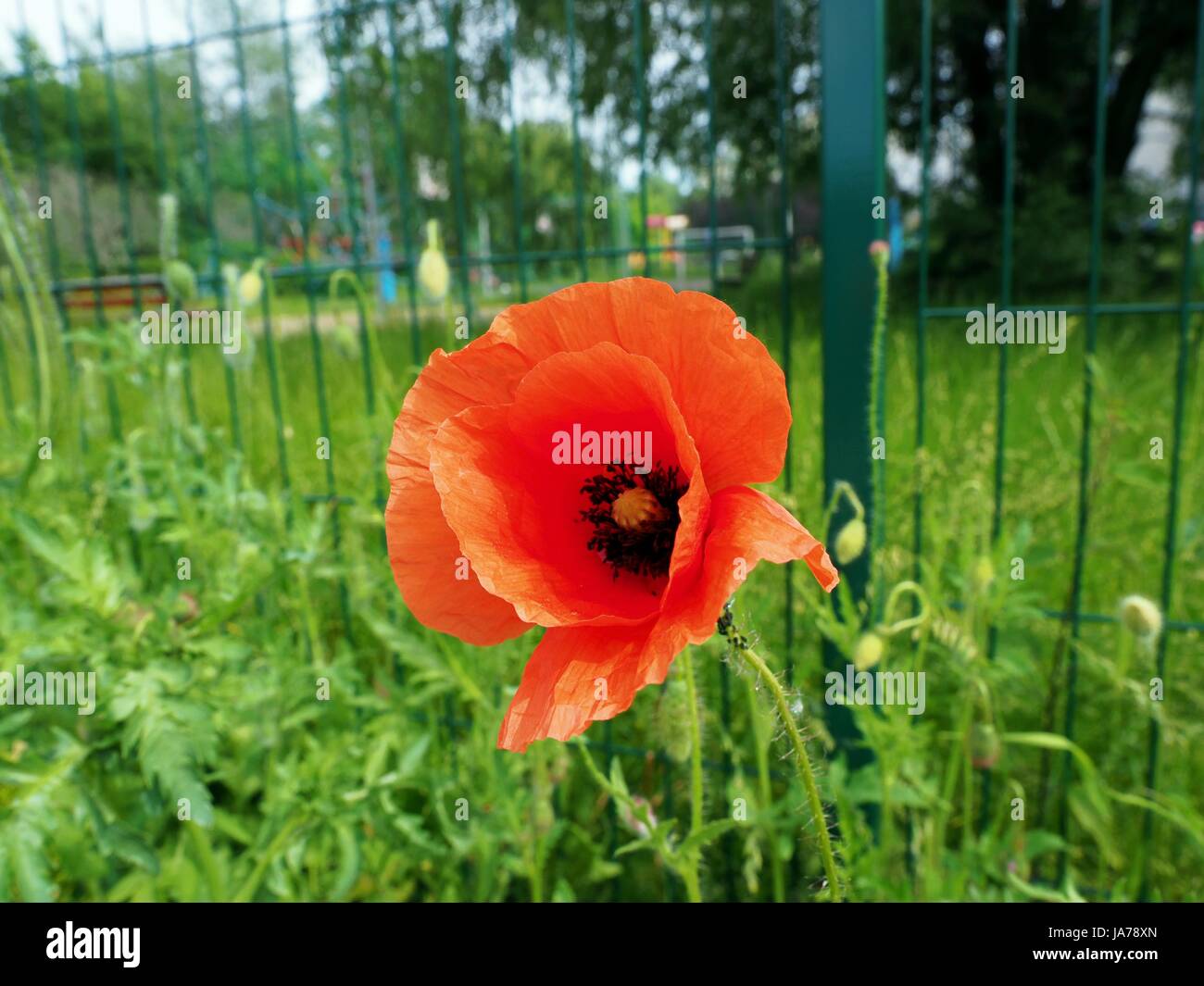 Beautiful red poppy seed flower in green garden Stock Photo