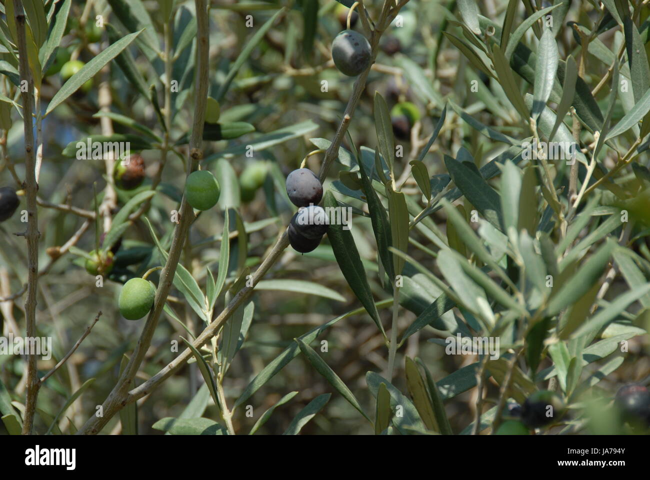 summer, summerly, branch, fruit, olive, olivetree, food, aliment, leaf