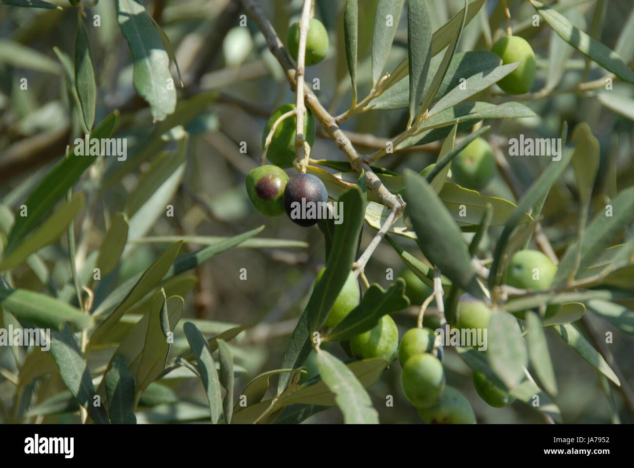 summer, summerly, branch, fruit, olive, olivetree, food, aliment, leaf