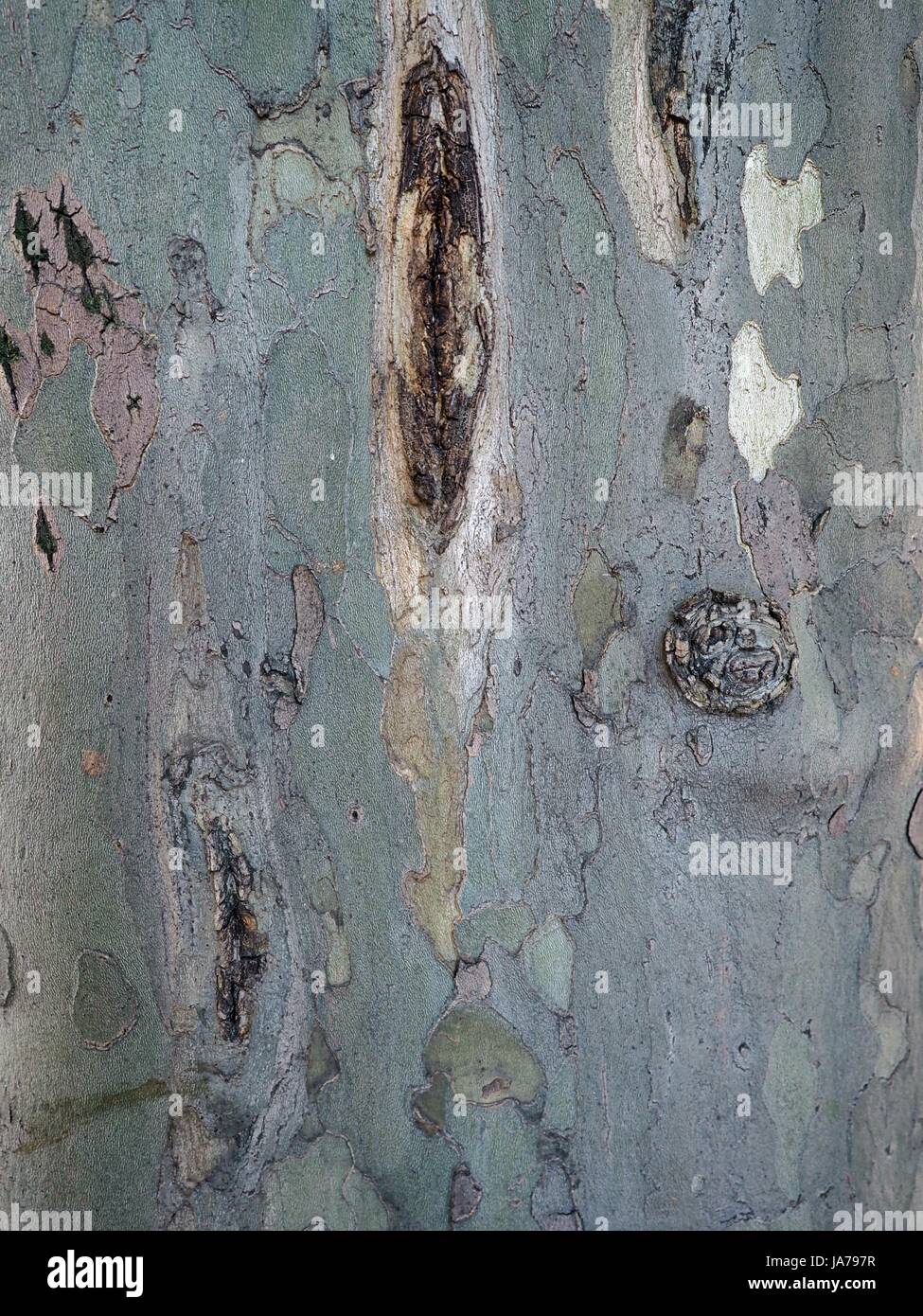 Bright white, blue tree bark texture with knots, discoloration and cracks for ads, advertisements or mock up. Stock Photo