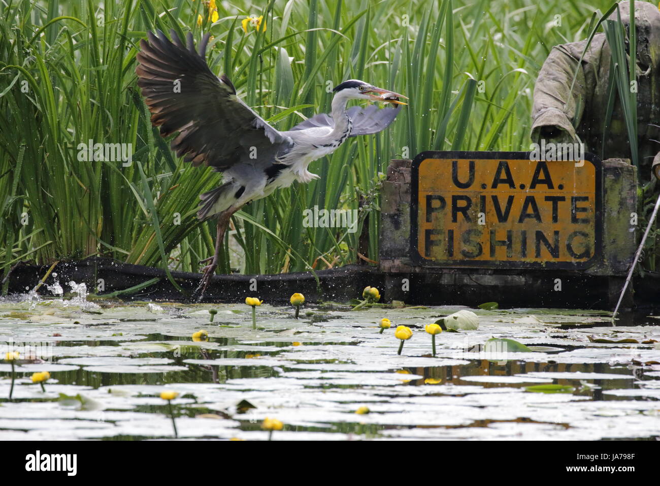 Grey Heron fishing Stock Photo