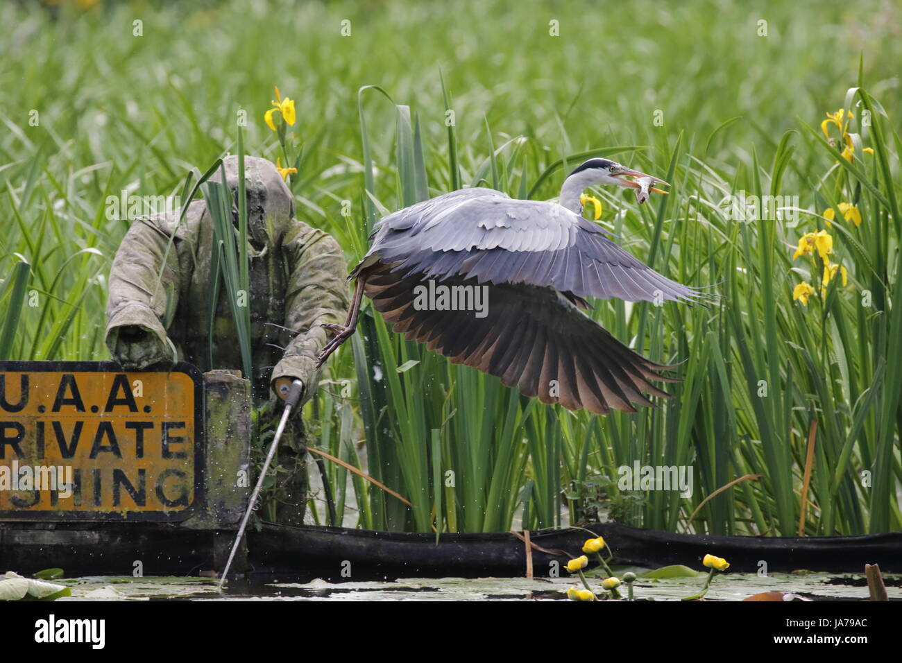 Grey Heron fishing Stock Photo