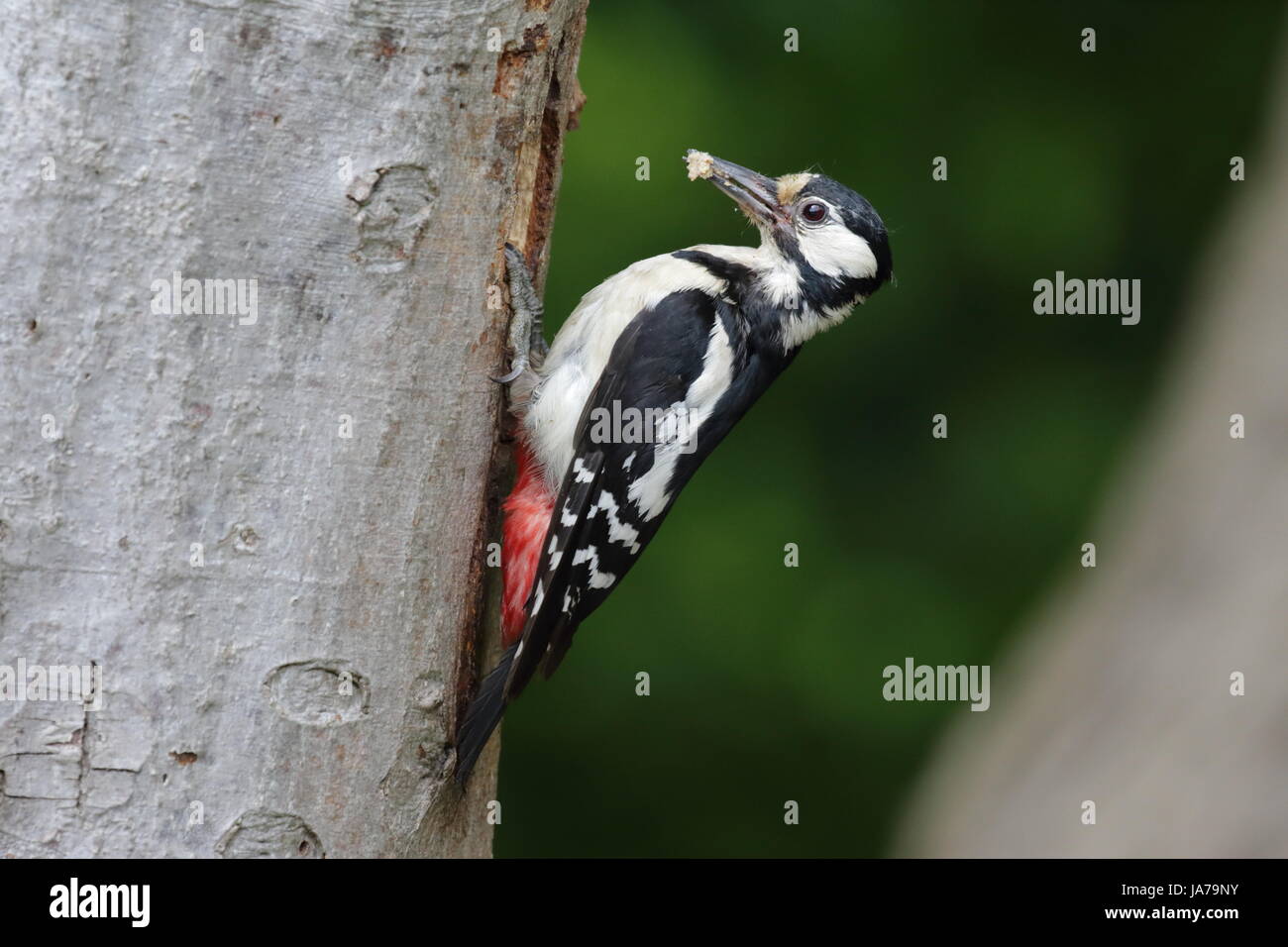 female great spotted woodpecker Stock Photo