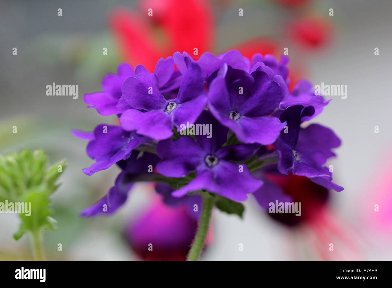 purple, violet, florets, pink, flower bed, flowerbed, blue, tea, park, garden, Stock Photo