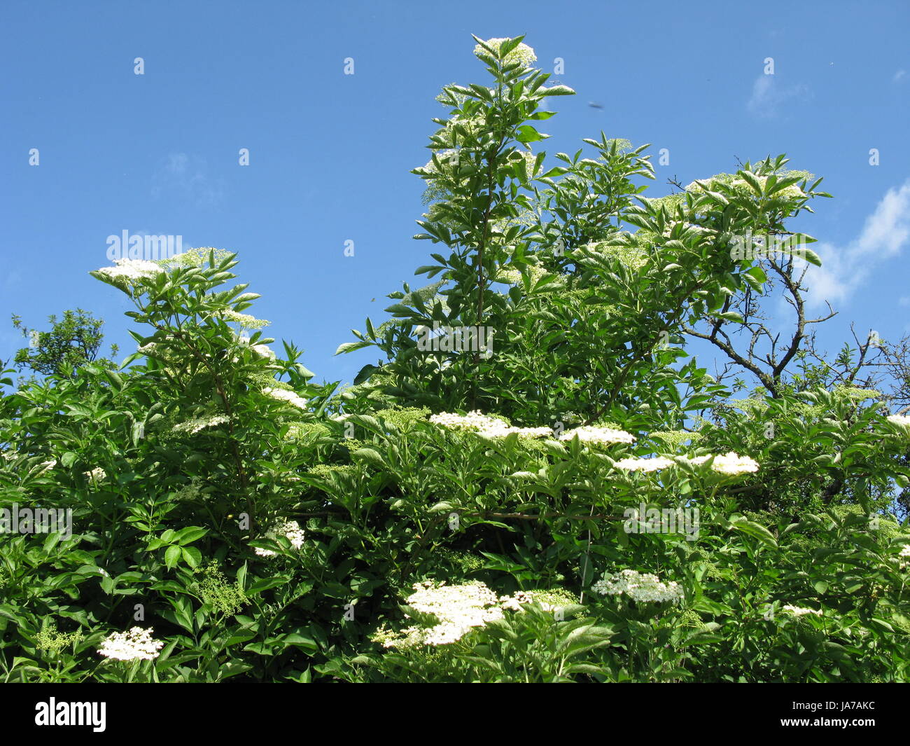 Holunderbaum Holunderbaum High Resolution Stock Photography and Images - Alamy