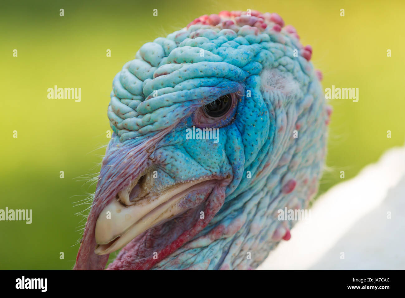 turkey head 8 Stock Photo