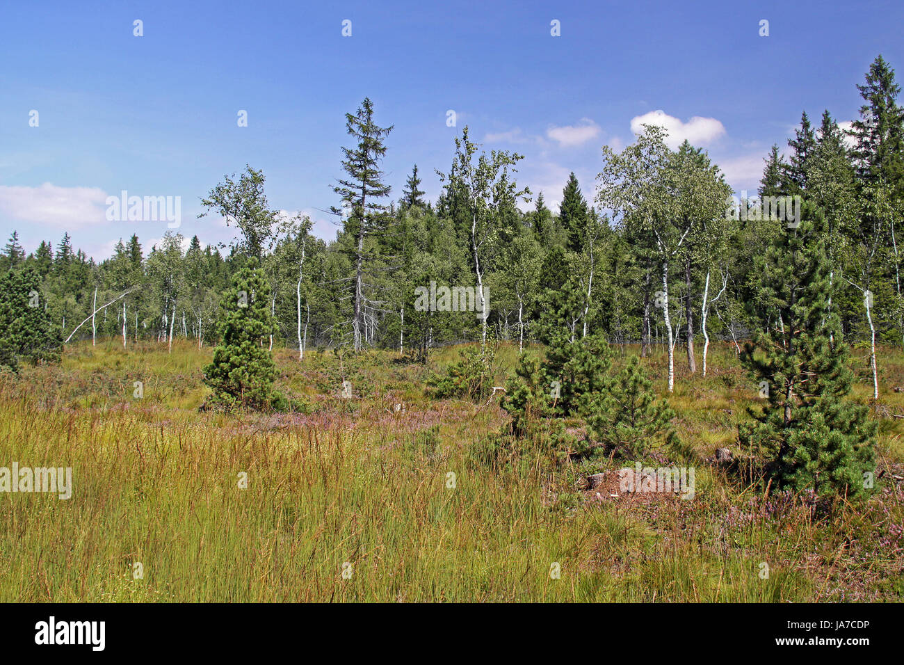 fen, moss, conservation of nature, nature-sanctuary, fen, moss, birch, nature, Stock Photo