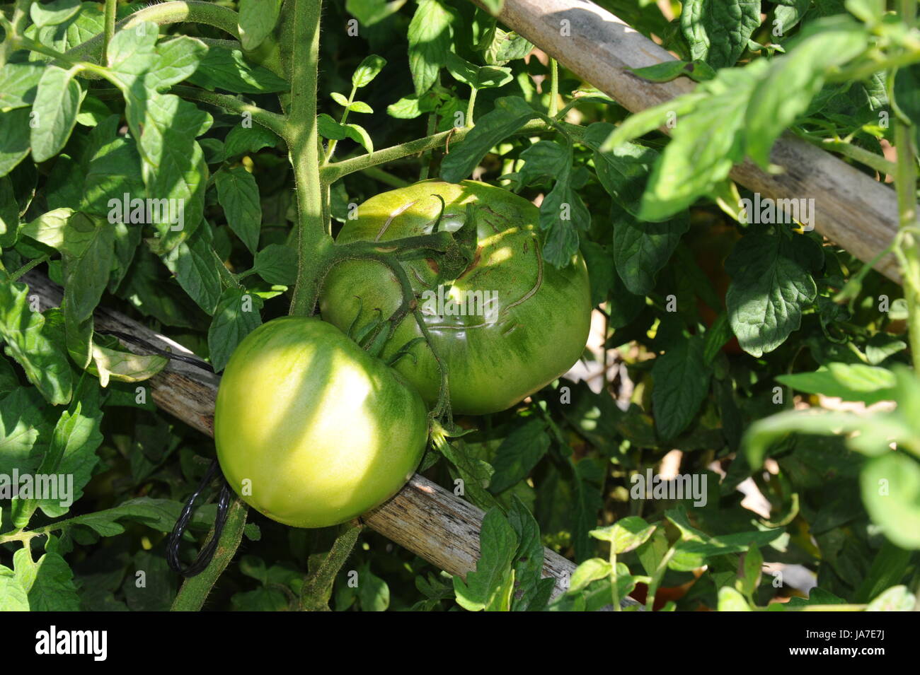 green, field, shrub, tomatoes, tomatos, harvest, vegetable, tomate solanum Stock Photo