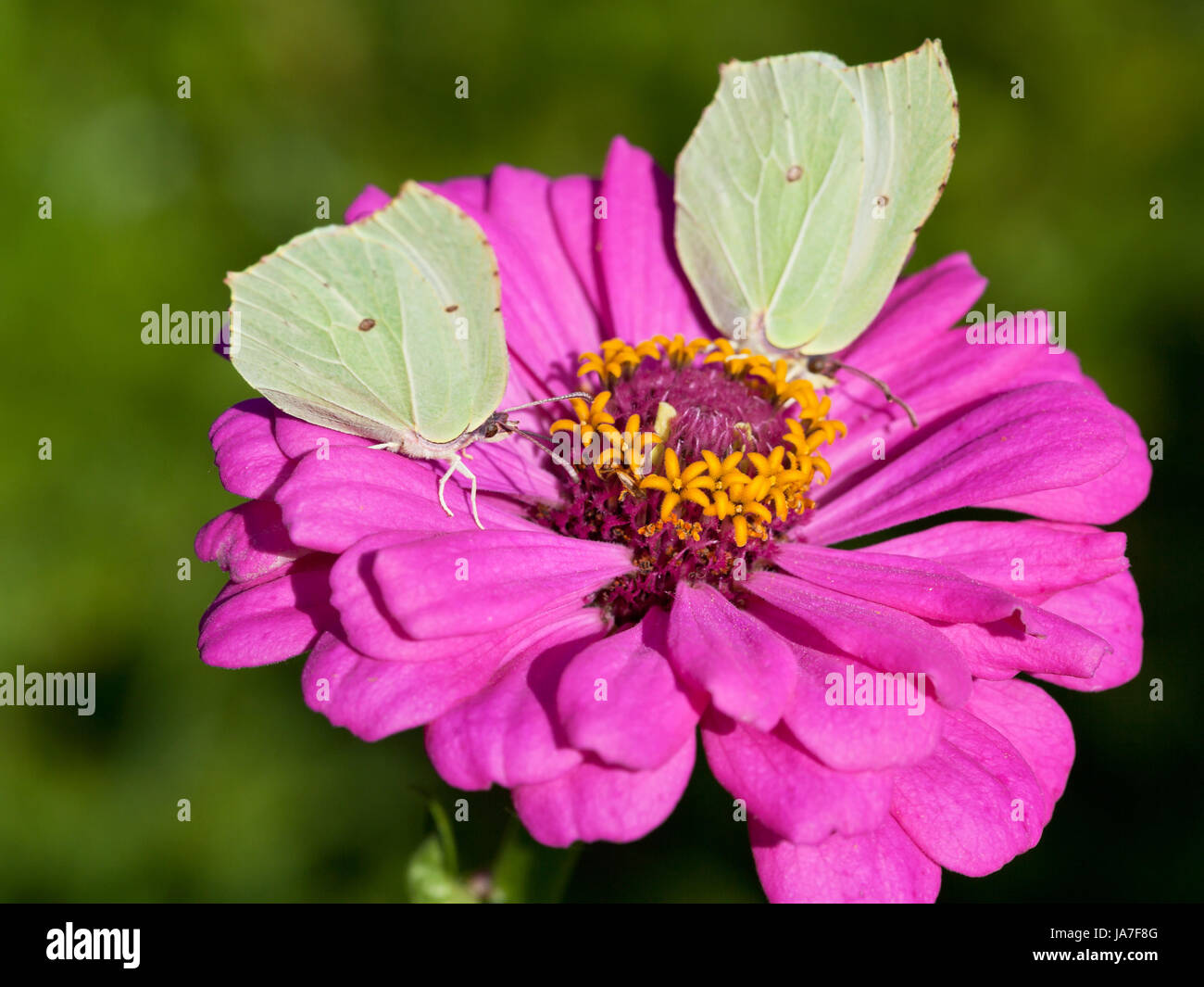 two butterflies Brimstone feed nectar on pink Zinnia flower close up Stock Photo