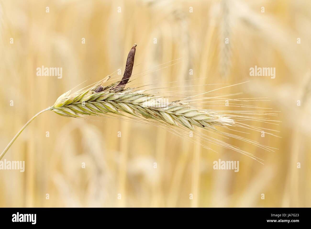 ear of rye ergot ergot / rye ear with Stock Photo Alamy