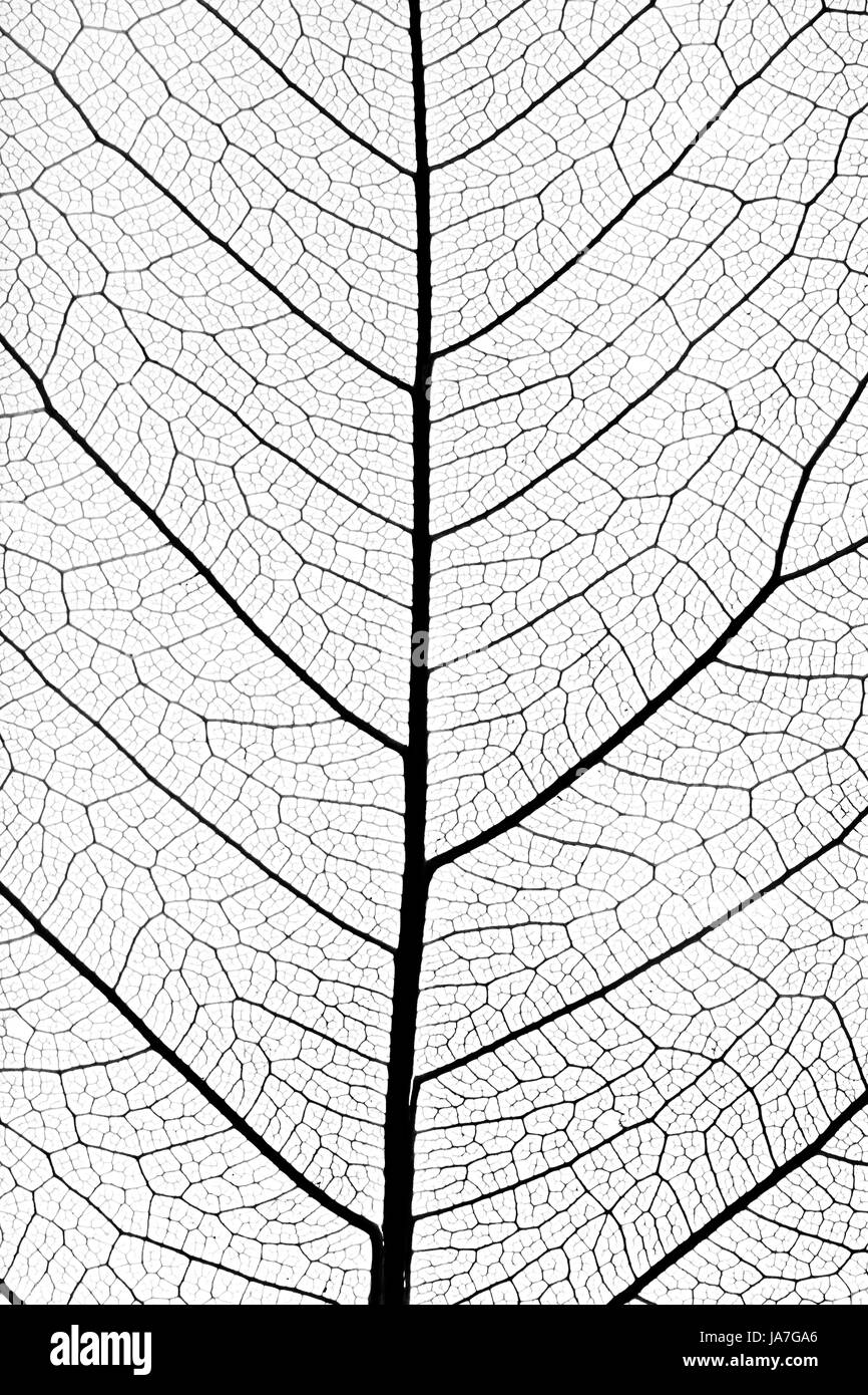 leaf, macro, close-up, macro admission, close up view, detail, eco, model, Stock Photo