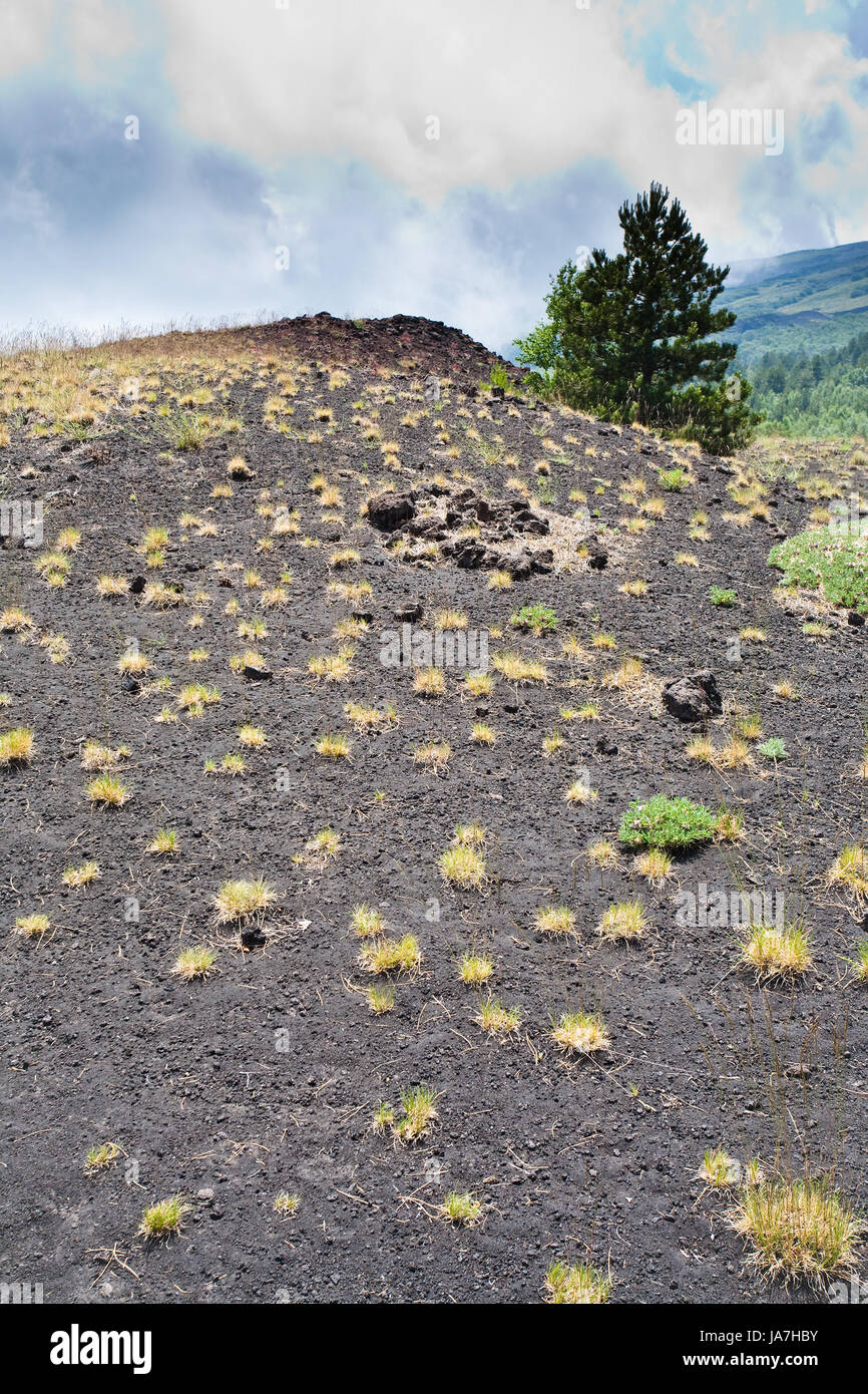 tree, hill, stone, flower, plant, ground, soil, earth, humus, wild ...