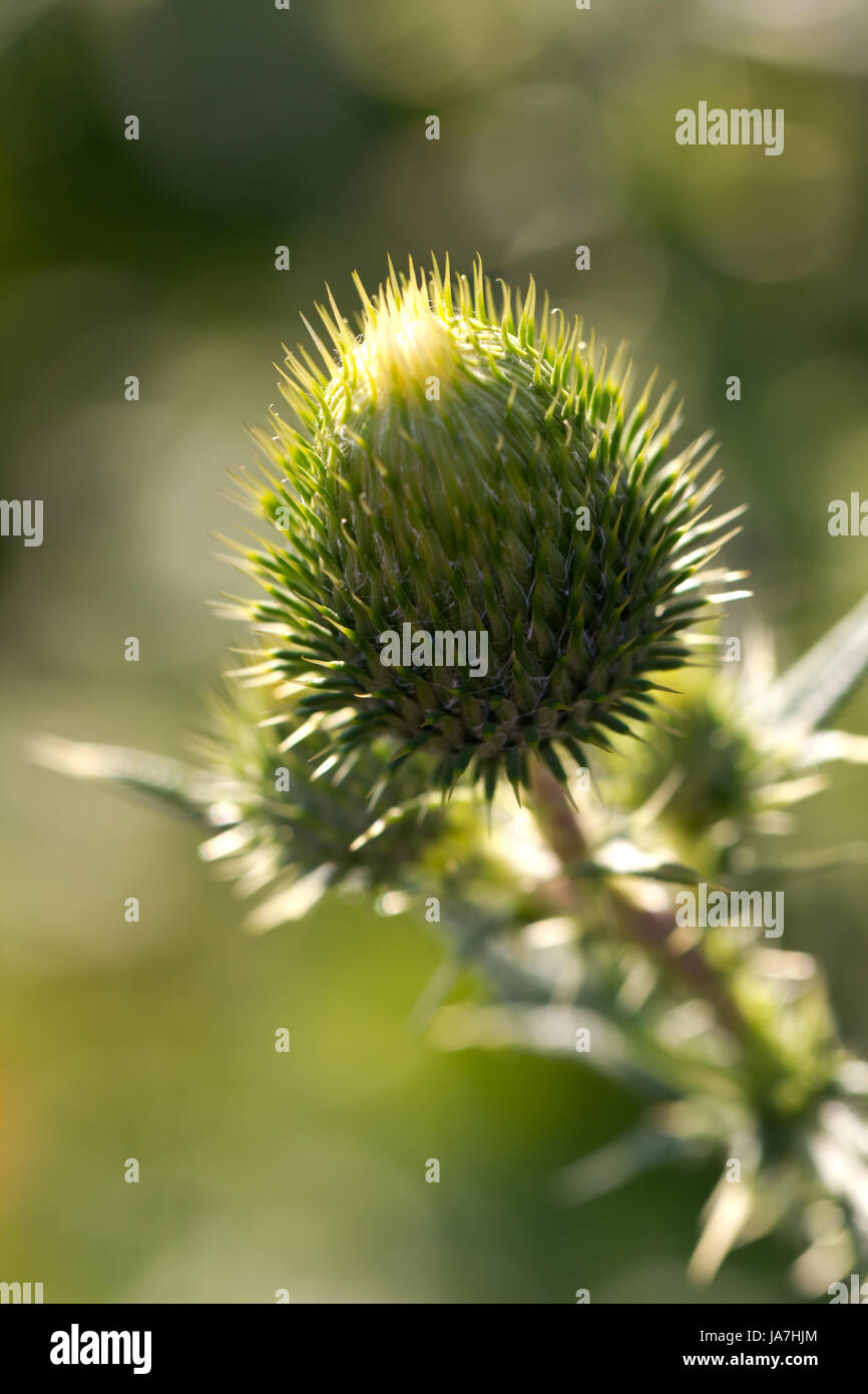 plant, insects, green, bumblebee, animals, flower, flowers, black, swarthy, Stock Photo