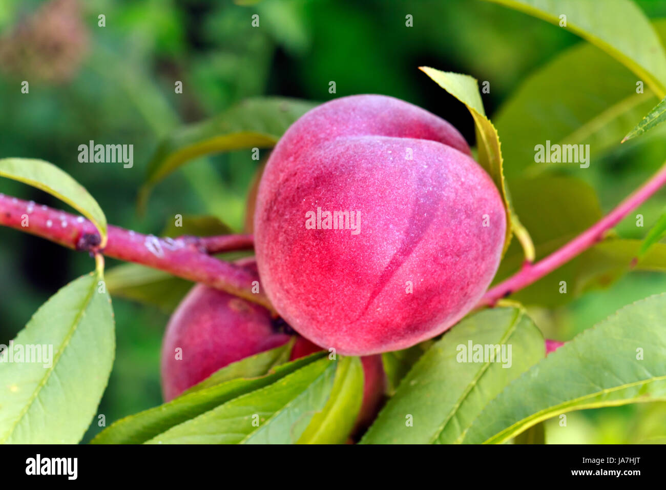 food, aliment, eco, tree, trees, agriculture, farming, progenies, fruits, pome, Stock Photo