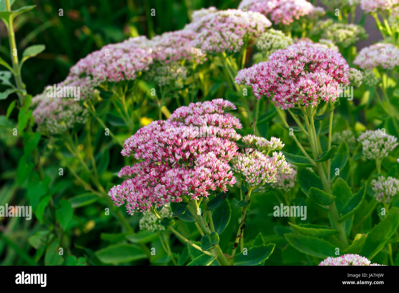 macro, close-up, macro admission, close up view, park, garden, flower, plant, Stock Photo
