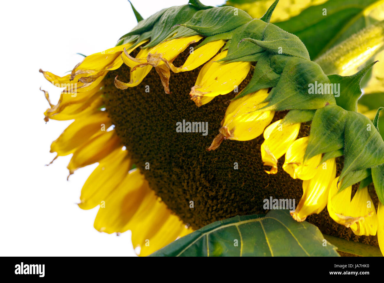 macro, close-up, macro admission, close up view, isolated, flower, plant, Stock Photo