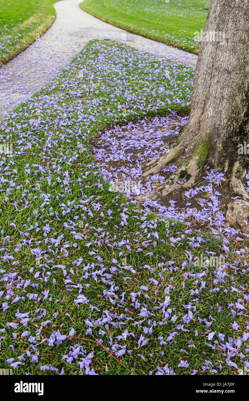 Jacaranda mimosifolia. Jacaranda tree blooming and windblown flowers on