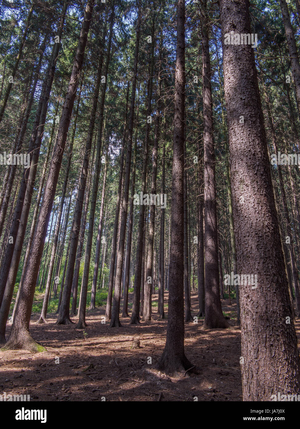 forest Stock Photo