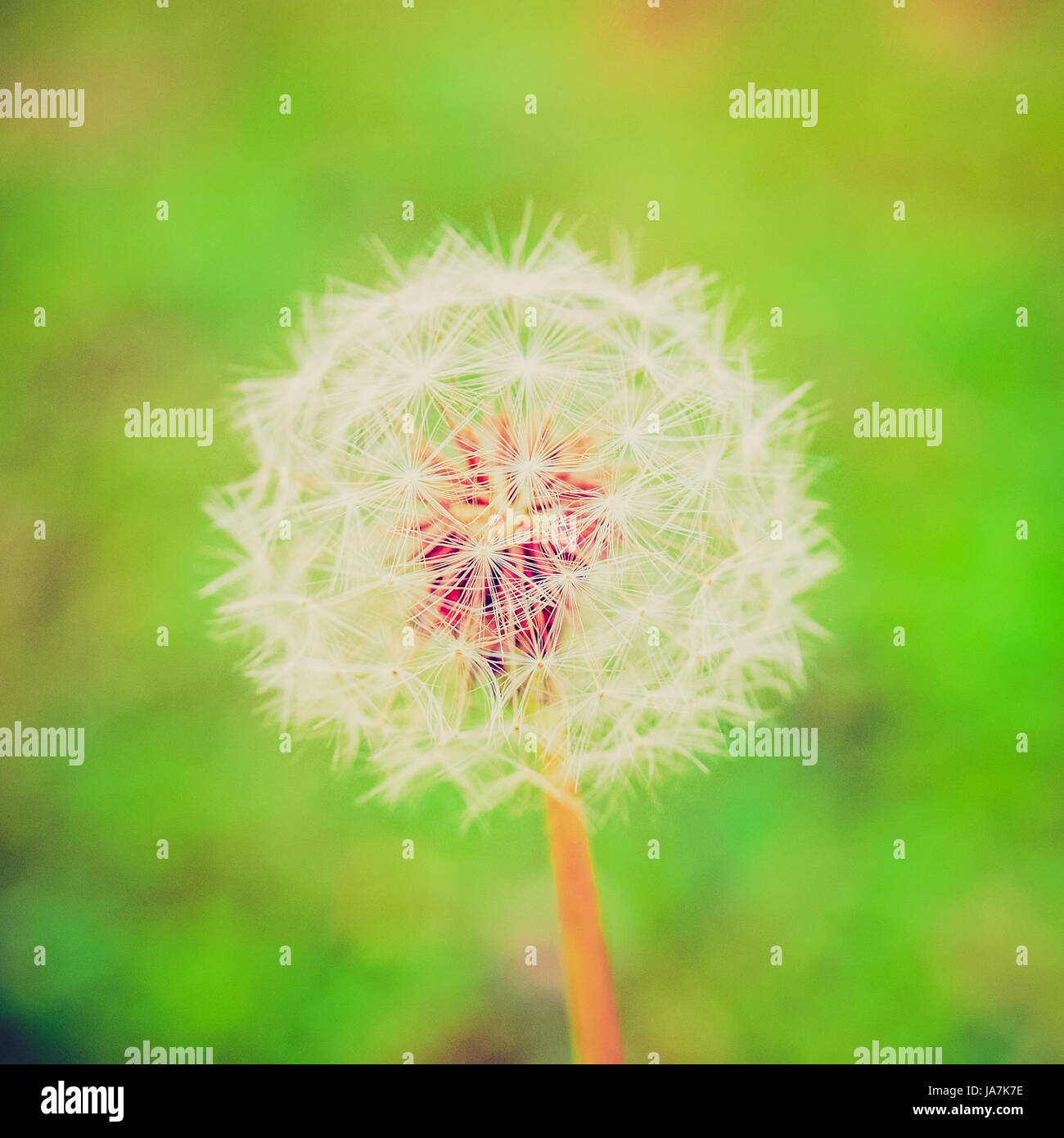 Vintage looking A dandelion flower over blurred green background Stock Photo