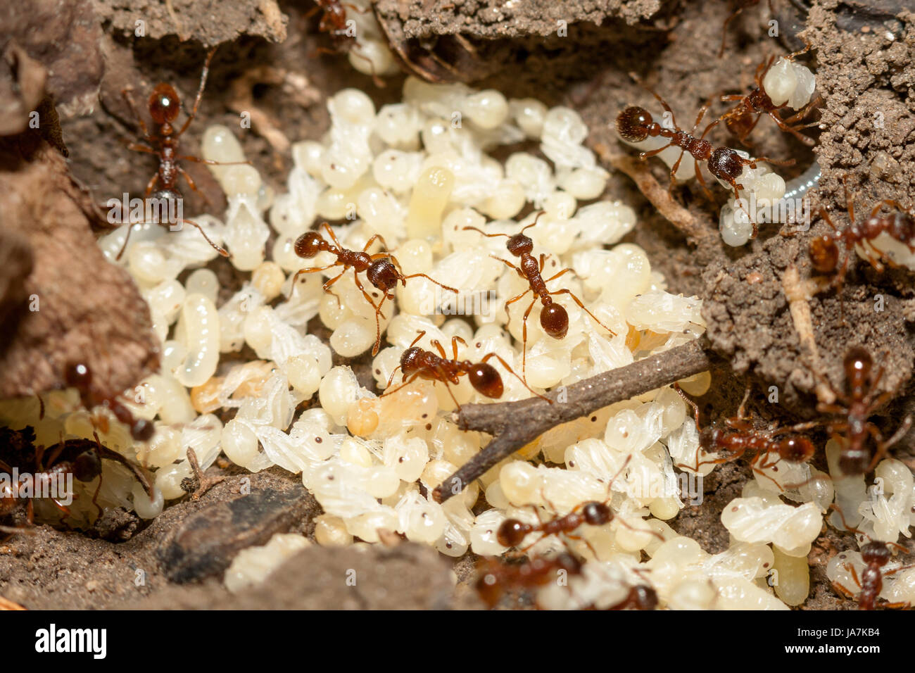 Pupa of black ant hi-res stock photography and images - Alamy