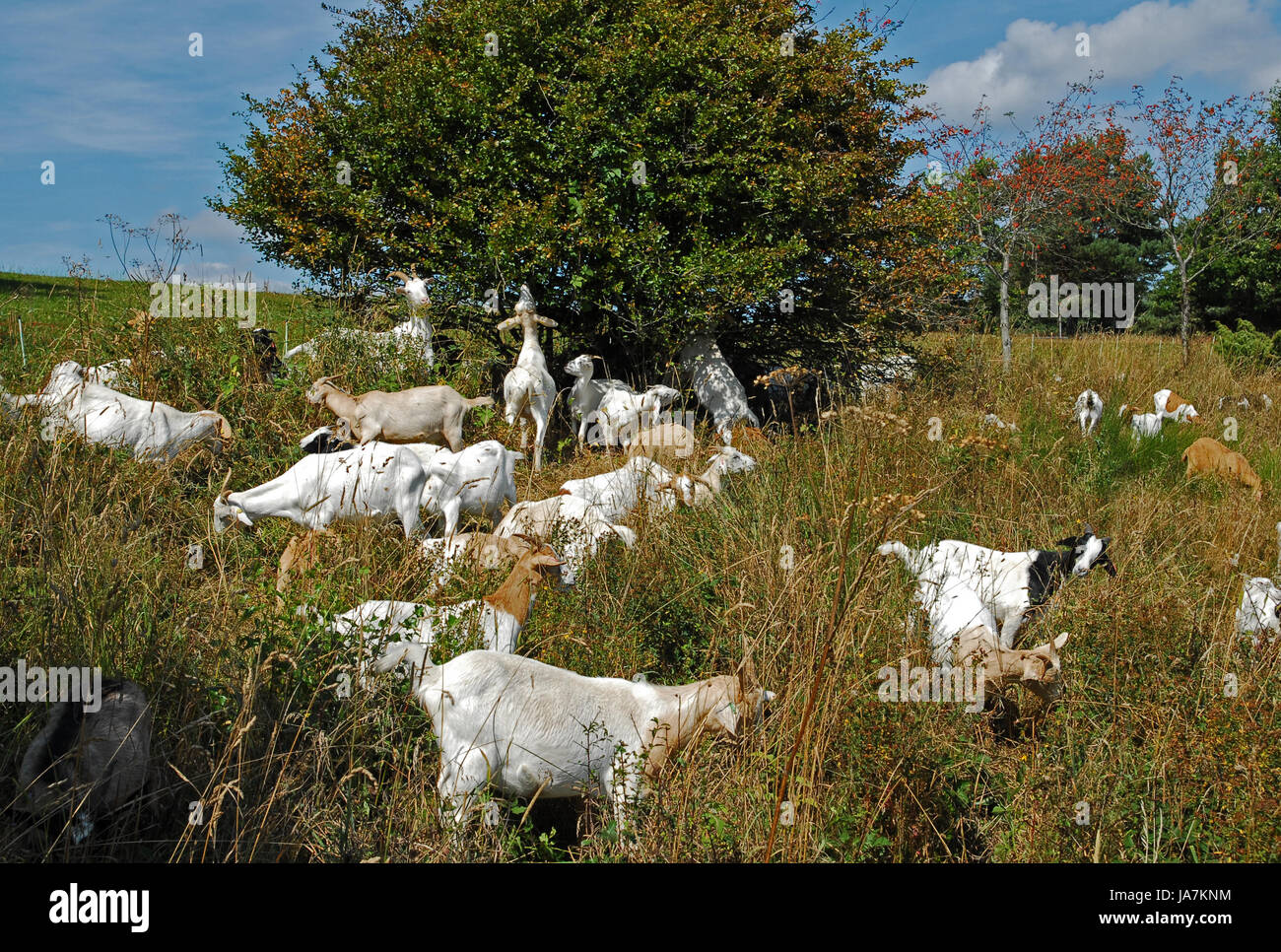 goats, heath, blue, tree, animal, goat, goats, mammals, care, shrub, to gorge, Stock Photo