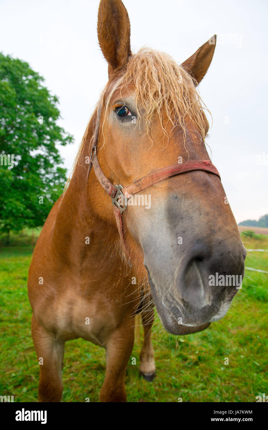 Horse mouth gag hi-res stock photography and images - Alamy