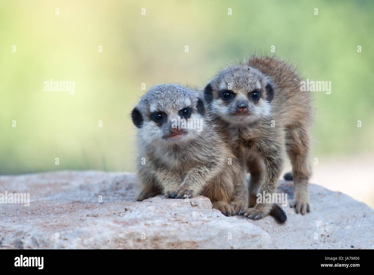 curiosity, felinely, cute, young, younger, meerkat, meerkats, nature, Stock Photo