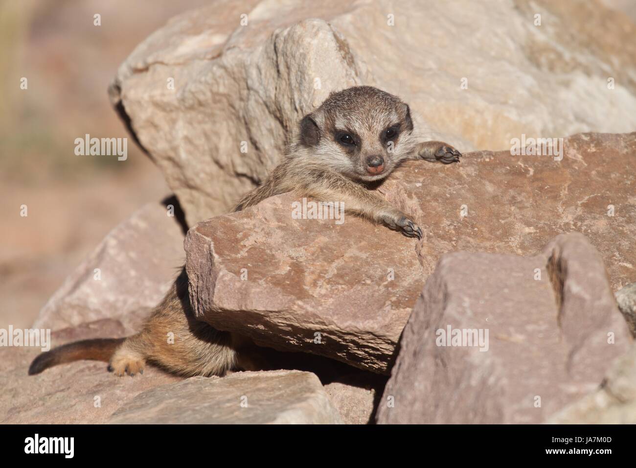 curiosity, felinely, cute, young, younger, meerkat, meerkats, nature, Stock Photo