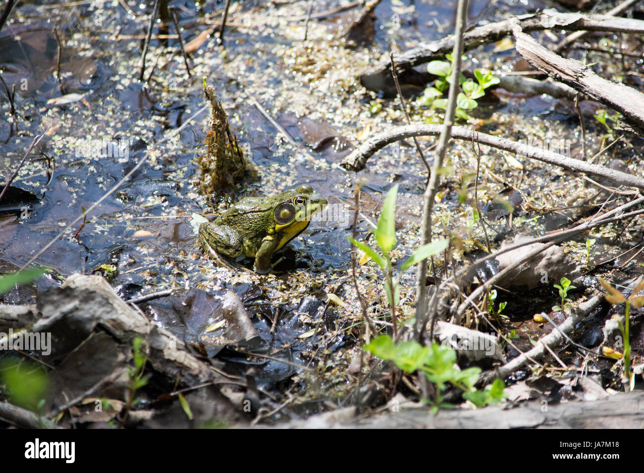bullfrog in wet swamp area with weeds are ground cover. Stock Photo