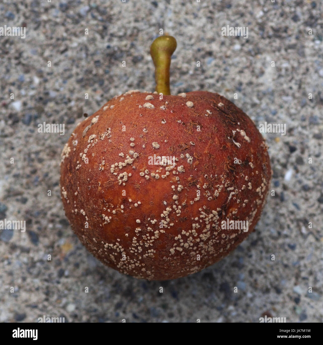 Goes Mouldy High Resolution Stock Photography and Images - Alamy