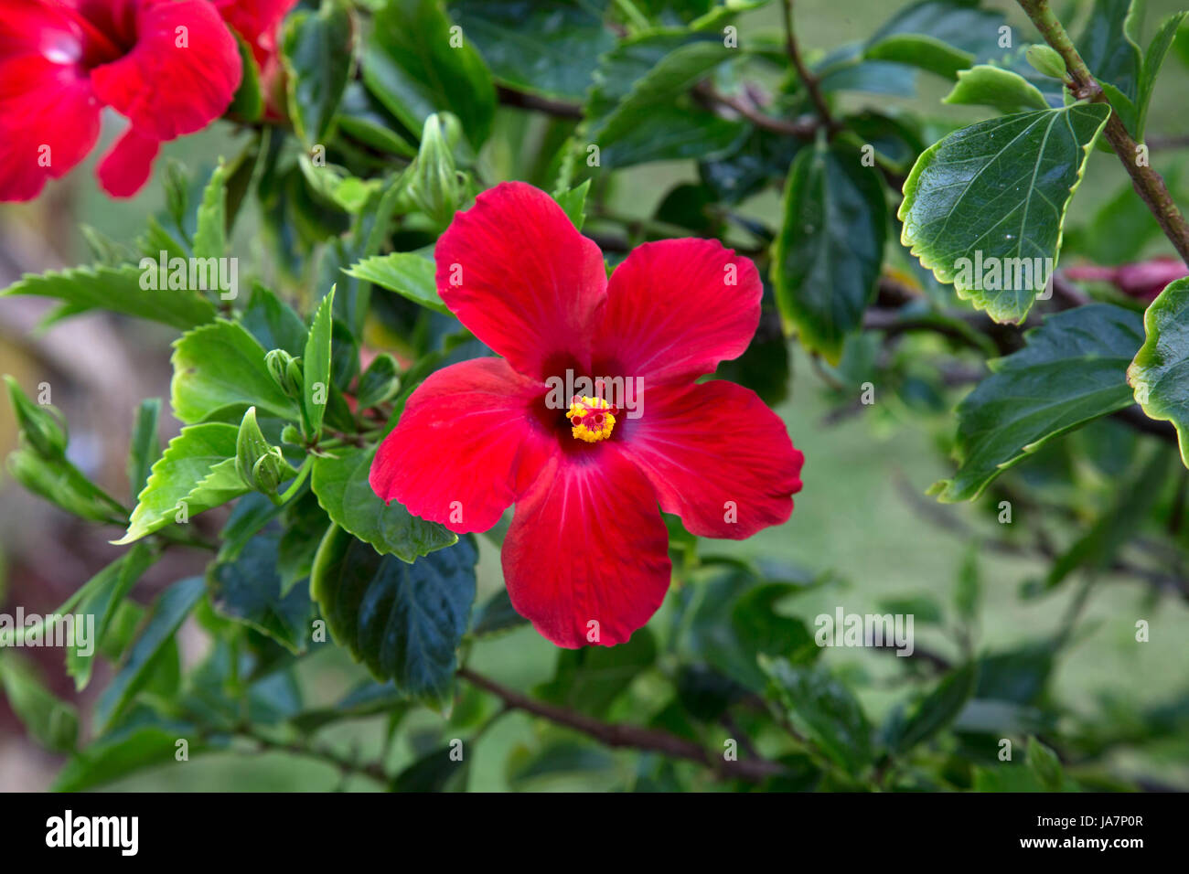 Red hibiscus in full bloom, surrounded by green foliage, on the Big Island in Hawaii. Stock Photo