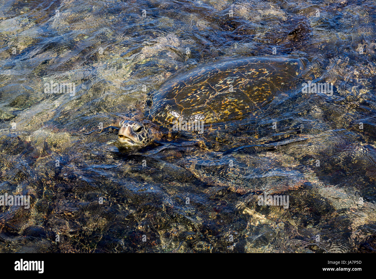 Hawaiin green turtle picking its head up,  swimming among the rocks on the coast of Maui on Napili beach. Stock Photo