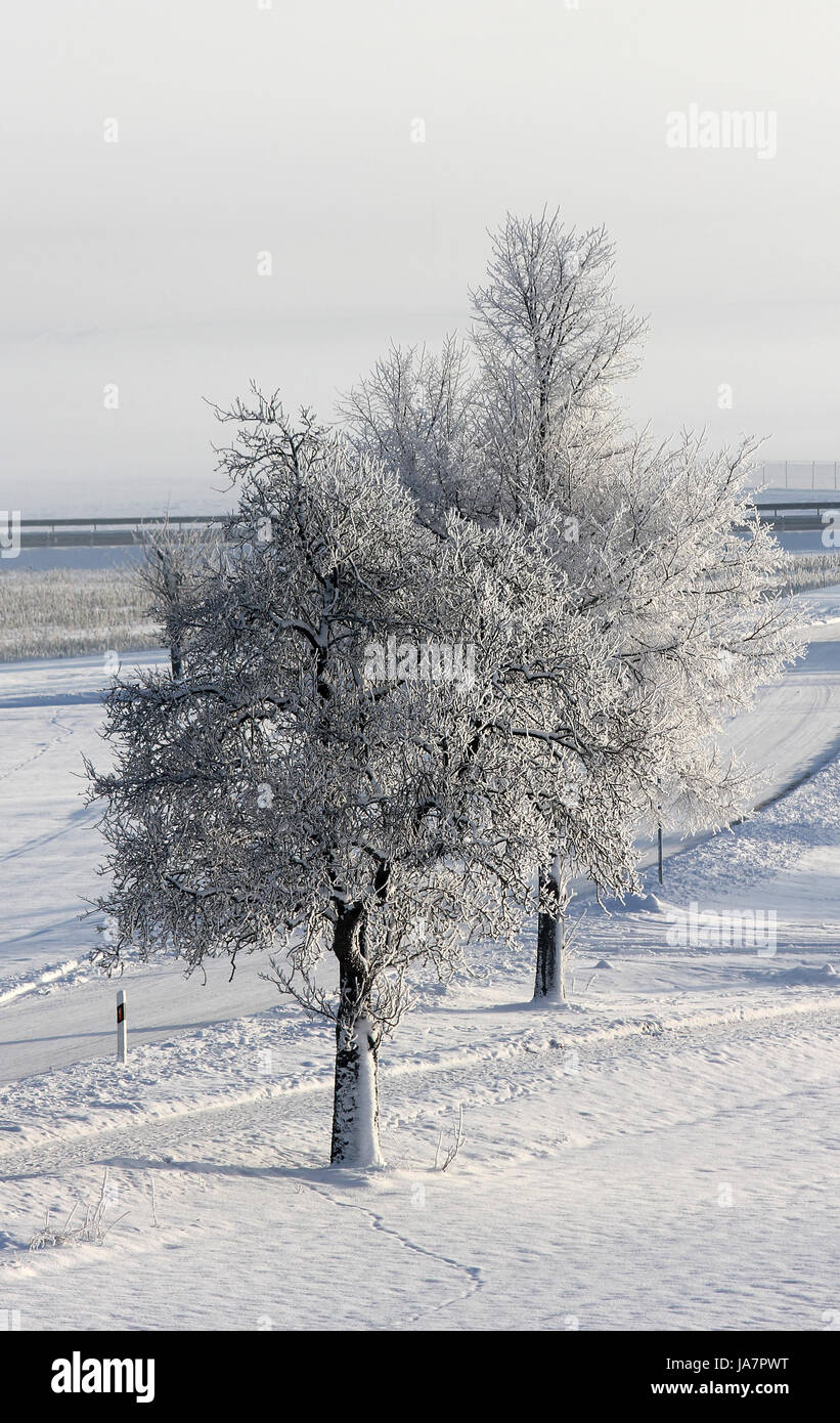 tree, trees, winter, cold, trunk, field, branches, ice, branch, fields ...